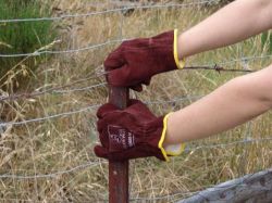 Picture of PAIR OF LYNN RIVER LEATHER COW SUEDE GLOVES (XL)