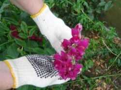 Picture of PAIR OF LYNN RIVER FOX DOT GLOVES (M)